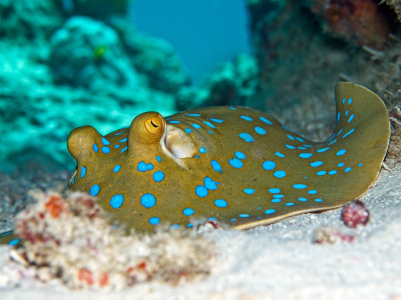 Blue spotted fan tail ray, Rubiah Sea
        Garden